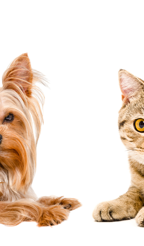 Йоркширский терьер и серый кот с желтыми глазами на белом фоне