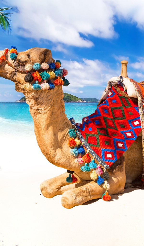 Верблюд лежит на белом песке под красивым голубым небом в тропиках