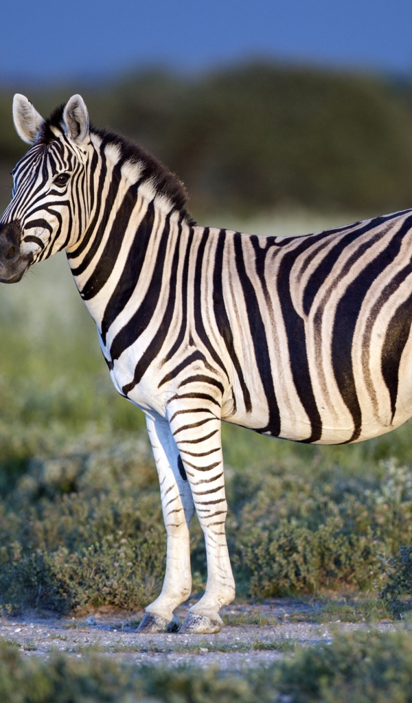 Красивая черно - белая зебра 