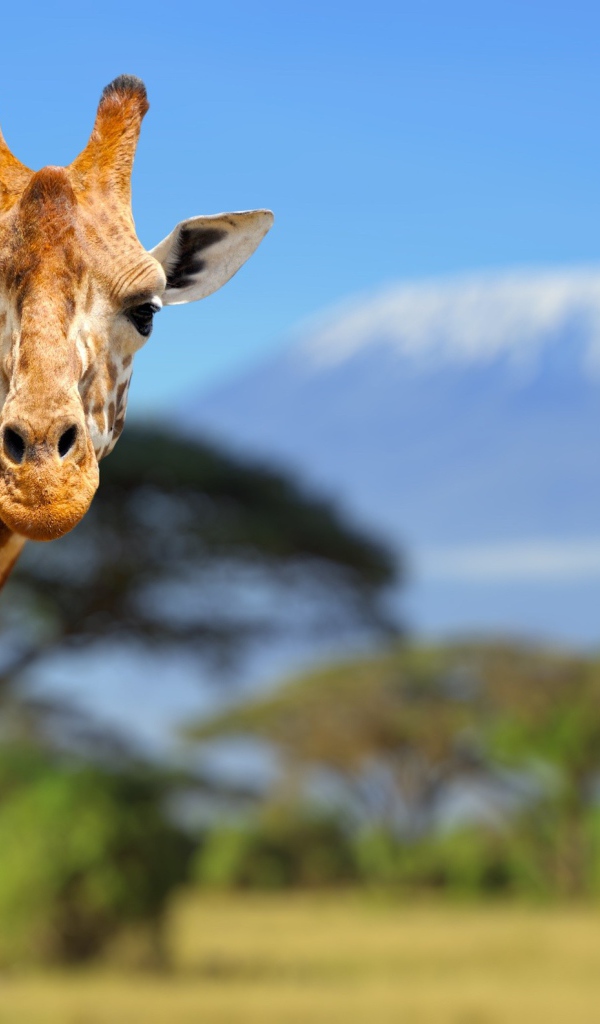 Голова жирафа крупным планом 