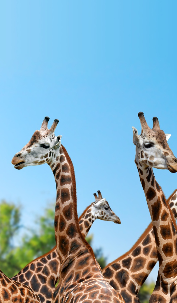 Большие жирафы на фоне голубого неба