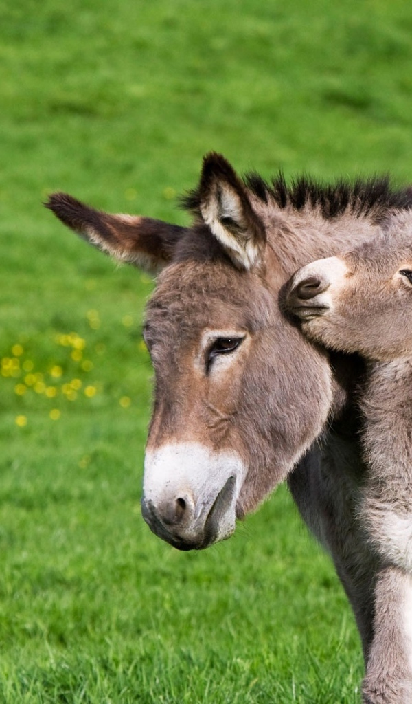 Маленький ослик с мамой на зеленой траве 