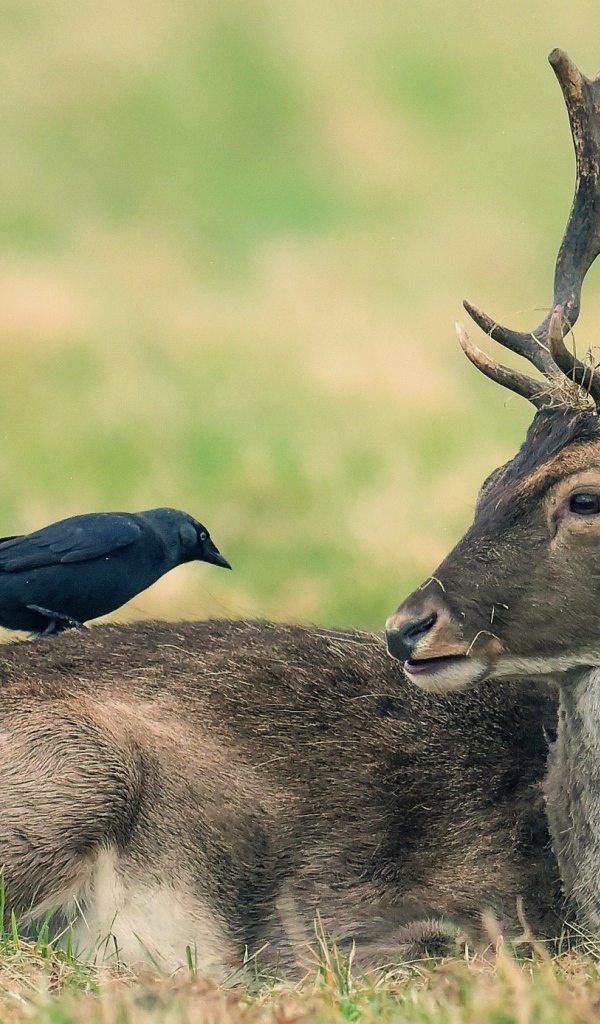Ворон сидит на лесном олене 
