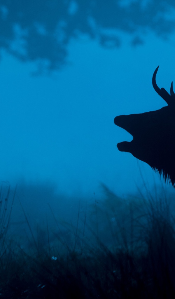 Силуэт лесного оленя 