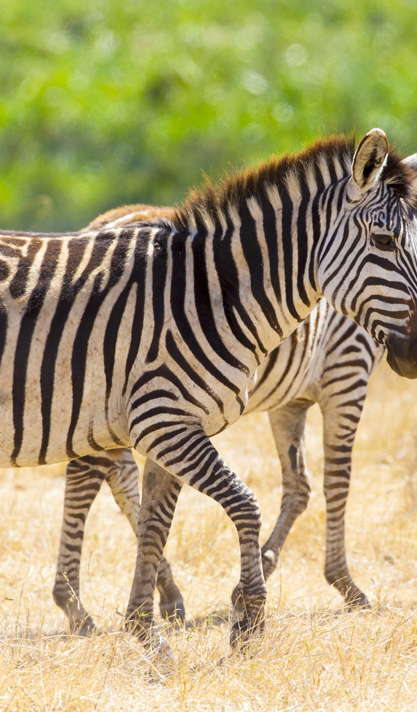 Полосатые зебры гуляют по сухой траве