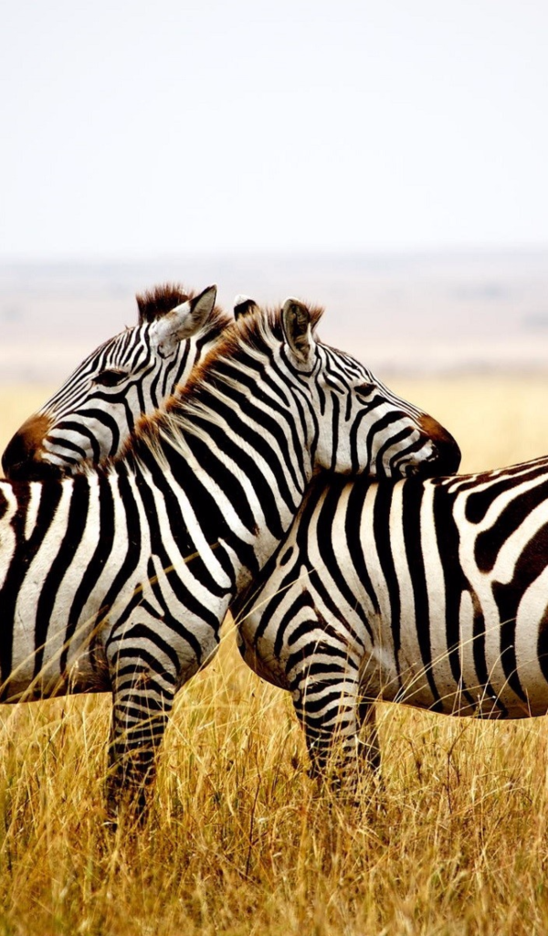 Две полосатые зебры в сухой траве 