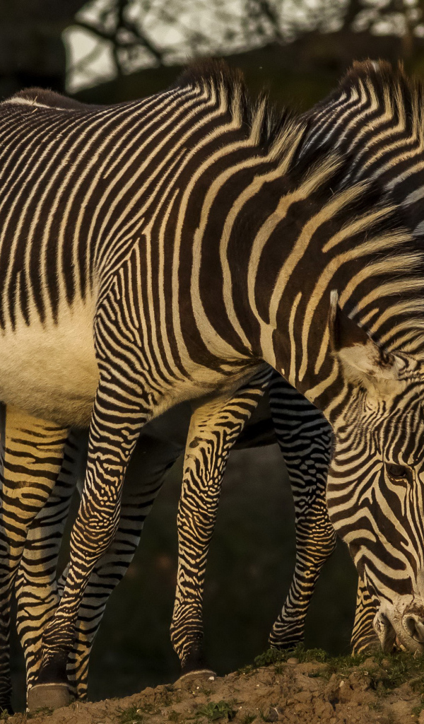 Две зебры рвут зеленую траву