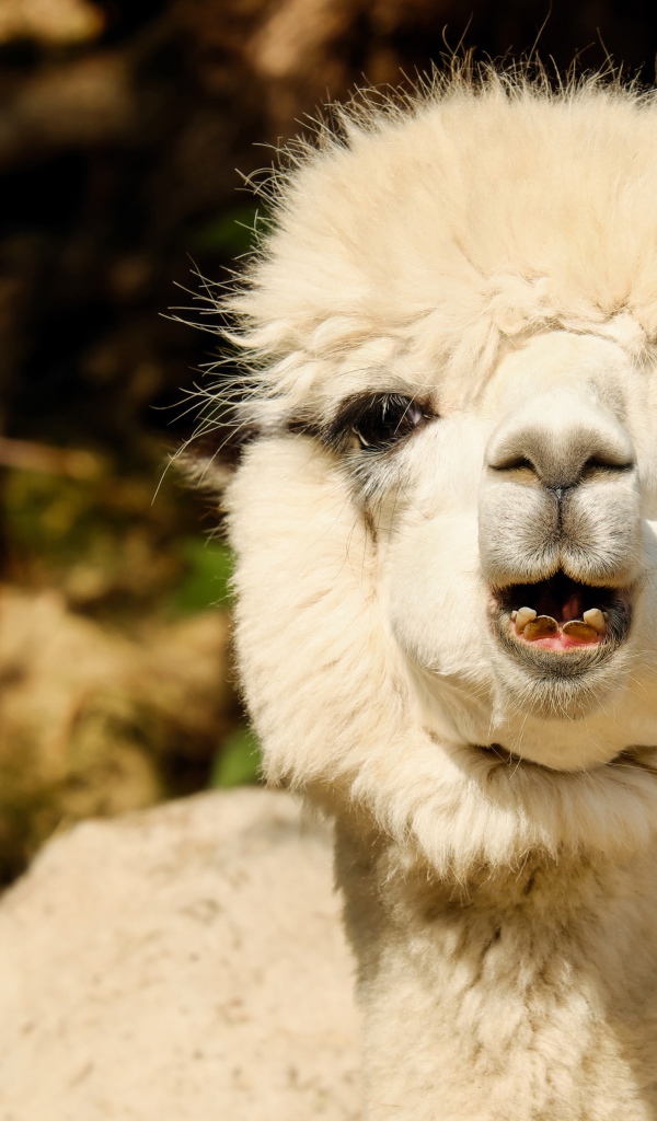 Белый детеныш Альпака