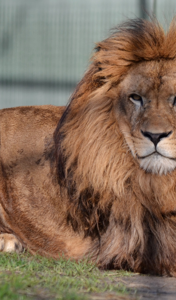 Большой лев с серьезной мордой