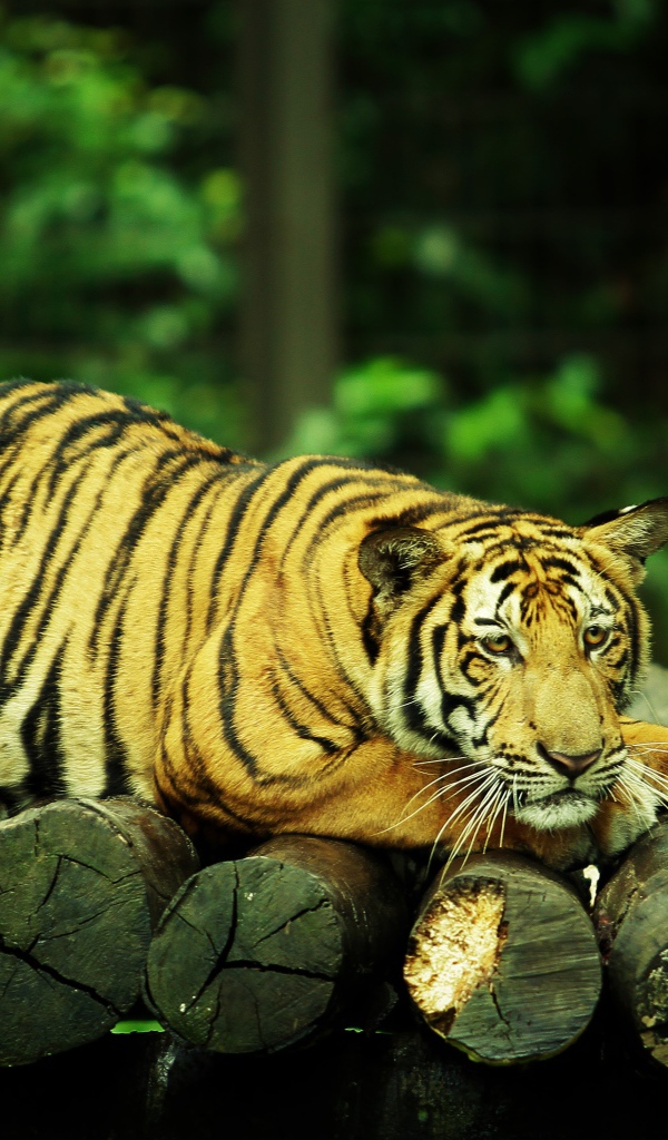 Большой грустный тигр лежит на бревнах 