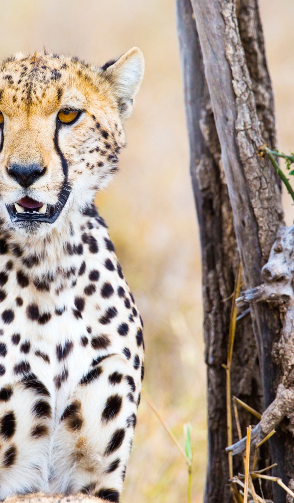 Грациозный гепард сидит у сухого дерева