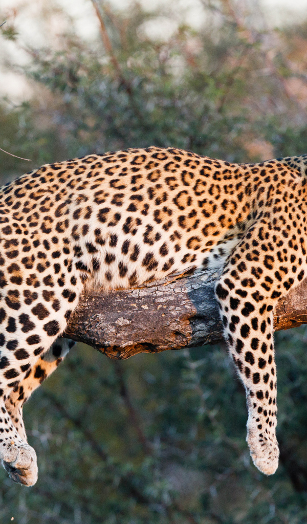 Большой леопард в лучах солнца лежит на ветке