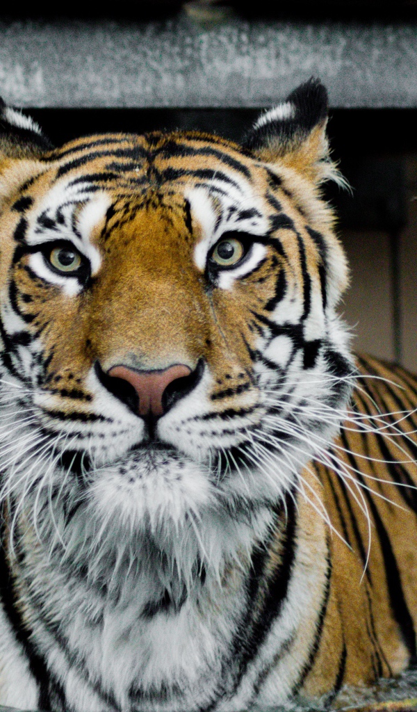 Большой хищный тигр стоит в воде