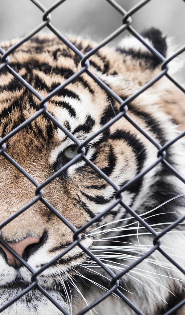 Большой полосатый тигр за железной сеткой