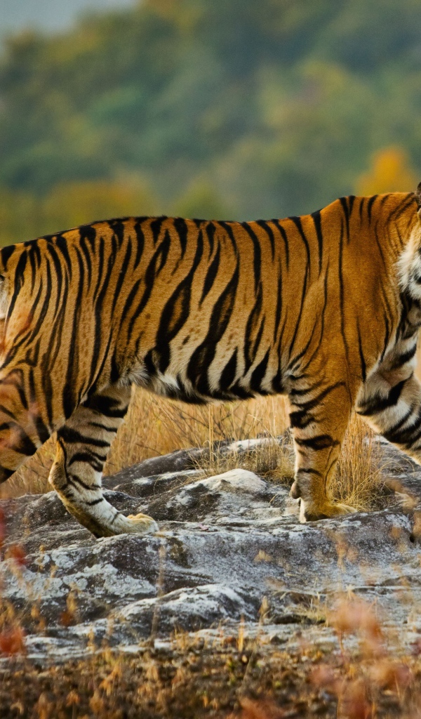 Большой полосатый тигр идет по камням