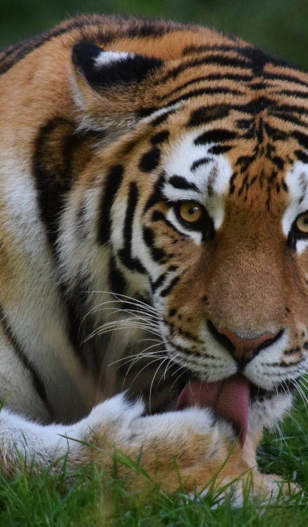 Большой тигр облизывает лапу