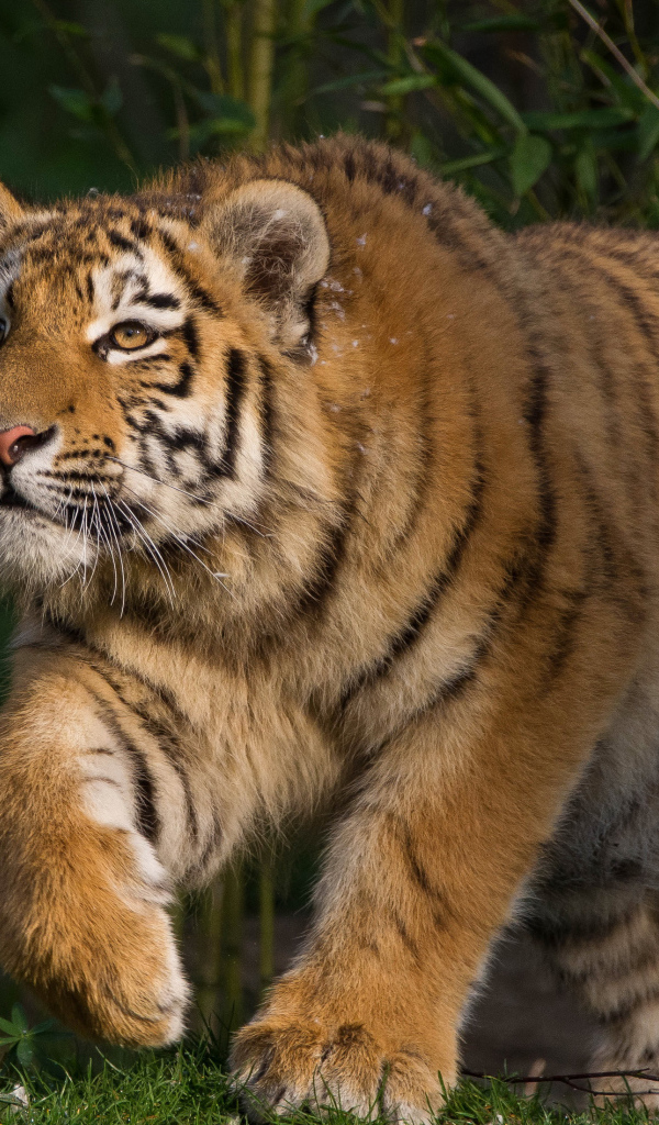 Большой тигр крадется на охоте