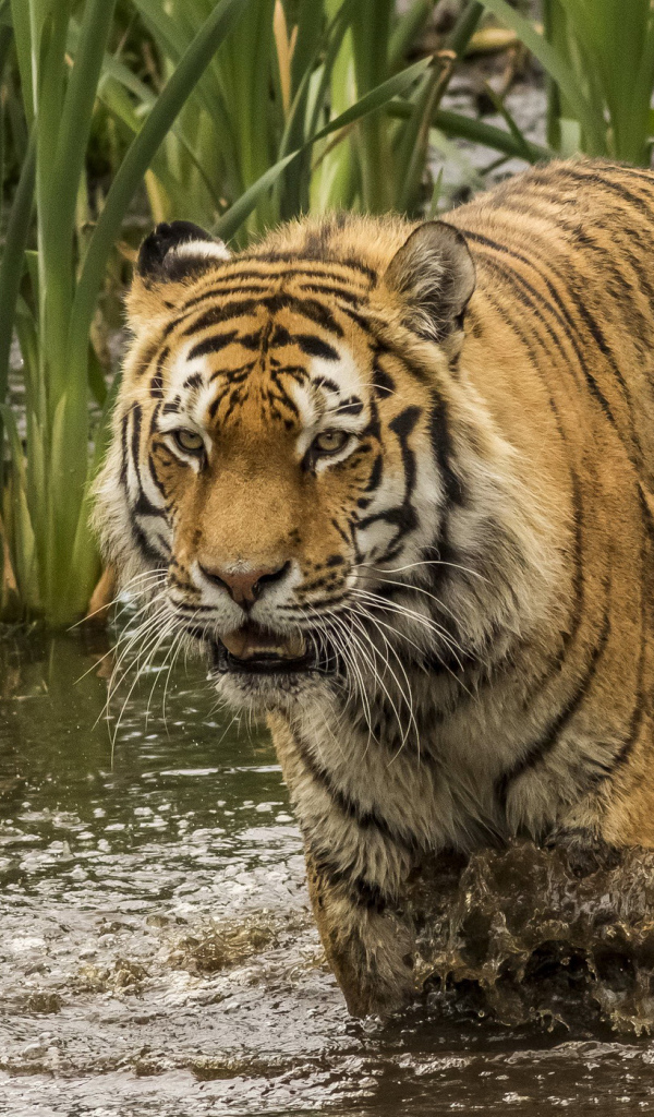 Большой тигр идет по грязной воде 