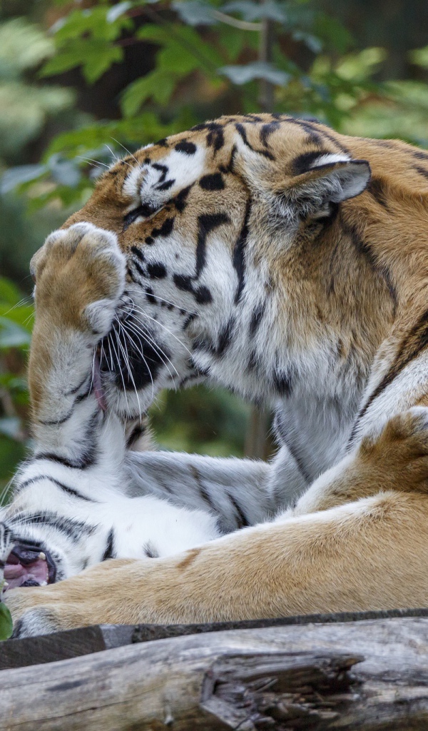 Большая тигрица играет с маленьким тигренком