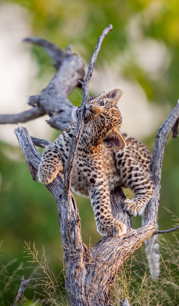 Маленький милый леопард играет на сухом дереве