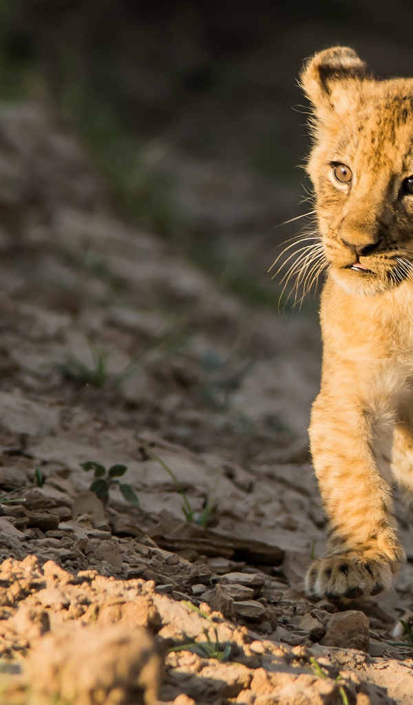 Маленький львенок бежит по земле