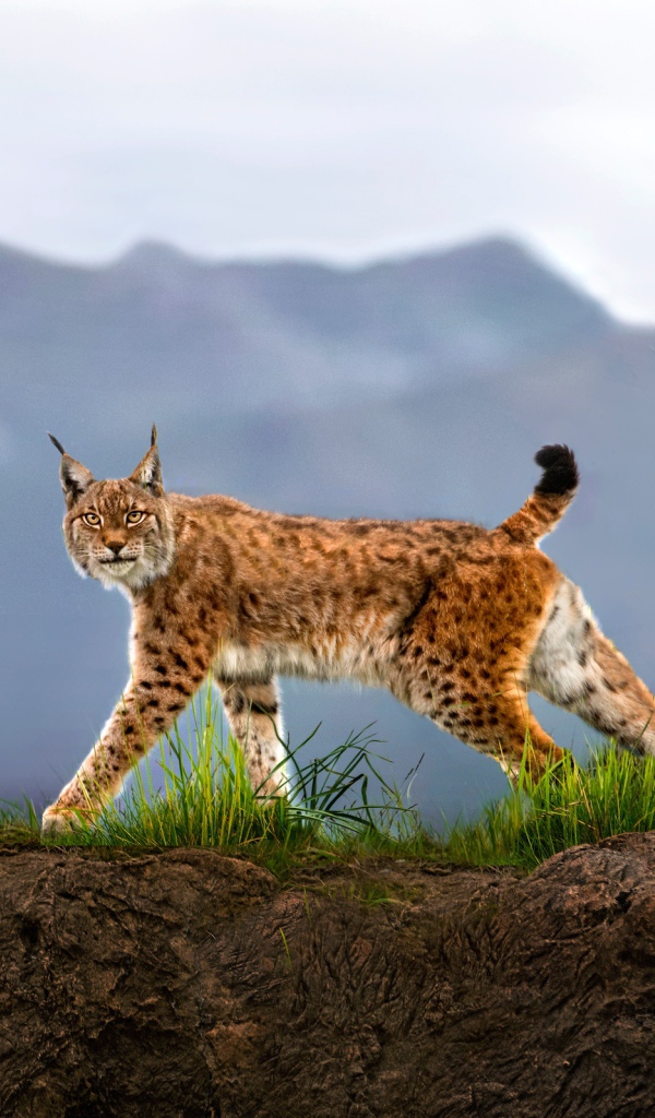 Взгляд грациозной рыси на фоне гор