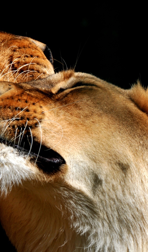 Пара влюбленных львов фото на черном фоне 