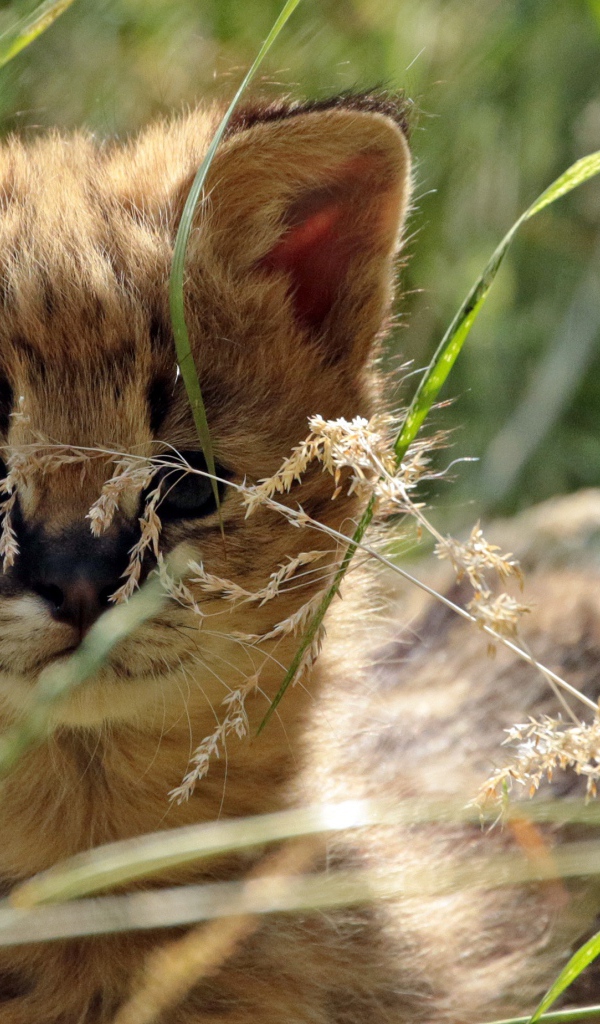 Маленький сервал прячется в траве