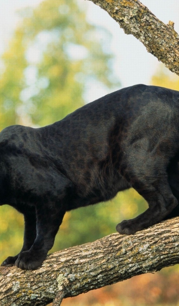 Грозная черная пантера стоит на ветке дерева