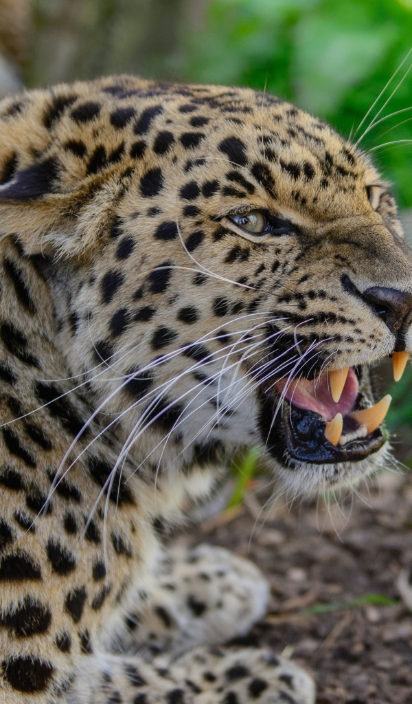 Агрессивный оскал леопарда
