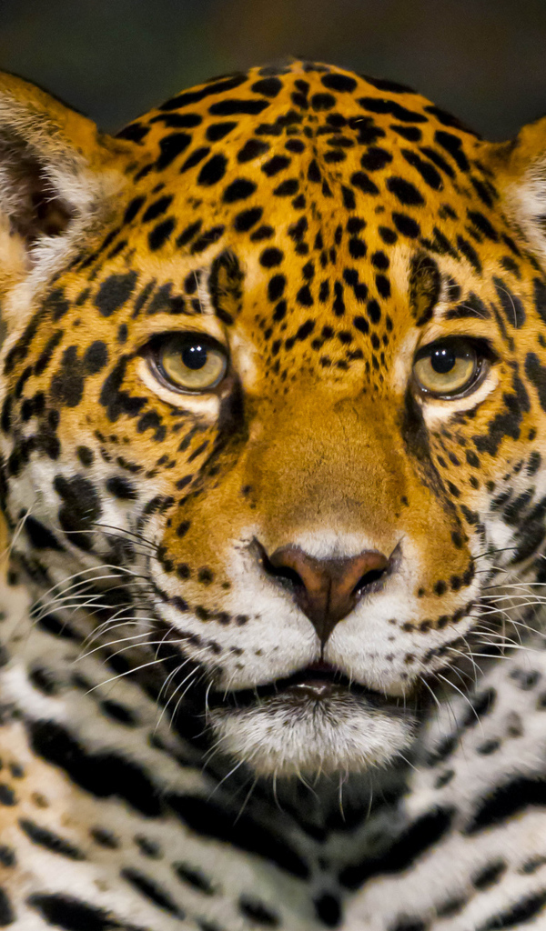 Красивый большой ягуар крупным планом 