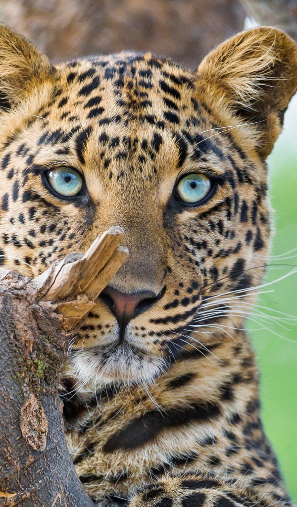 Красивый голубоглазый леопард 