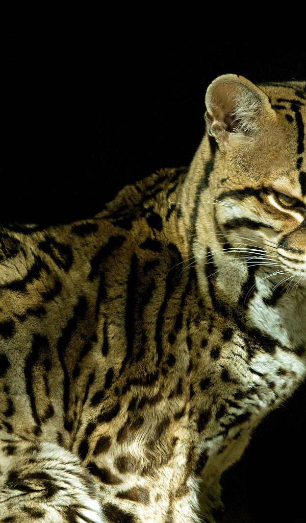 Красивый кот оцелот на черном фоне 