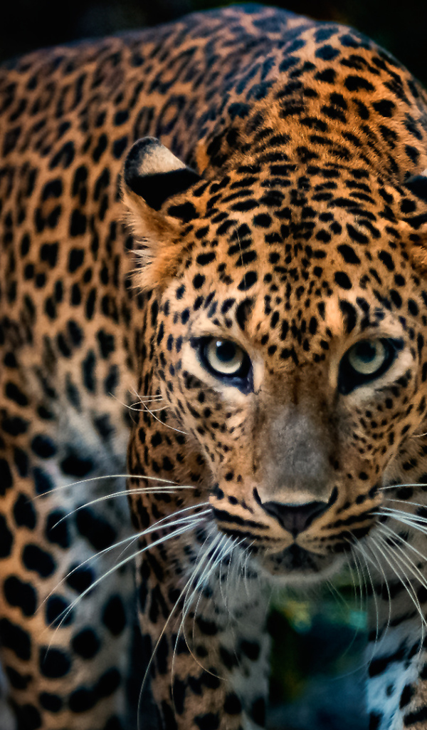 Красивый грациозный ягуар 