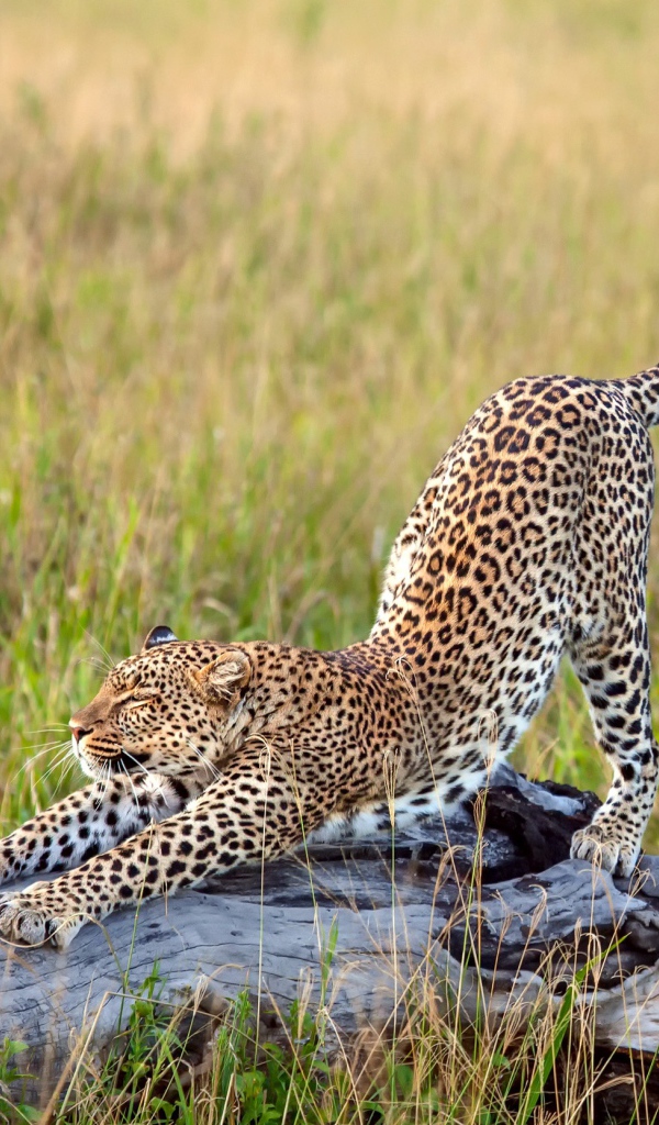 Красивый грациозный леопард