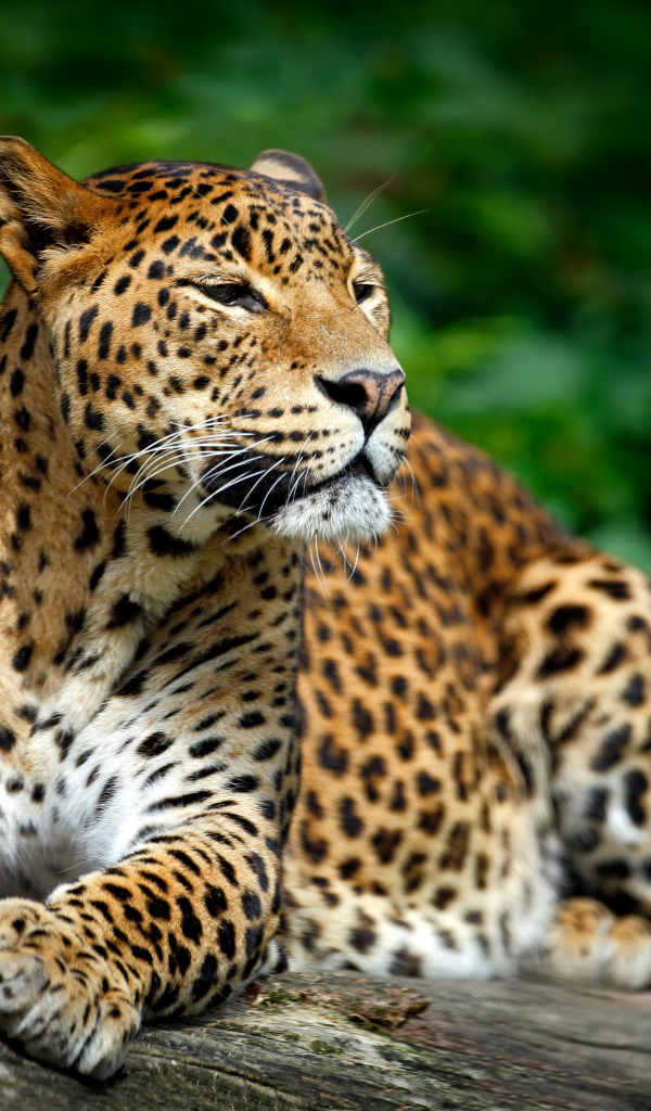 Красивый благородный леопард 