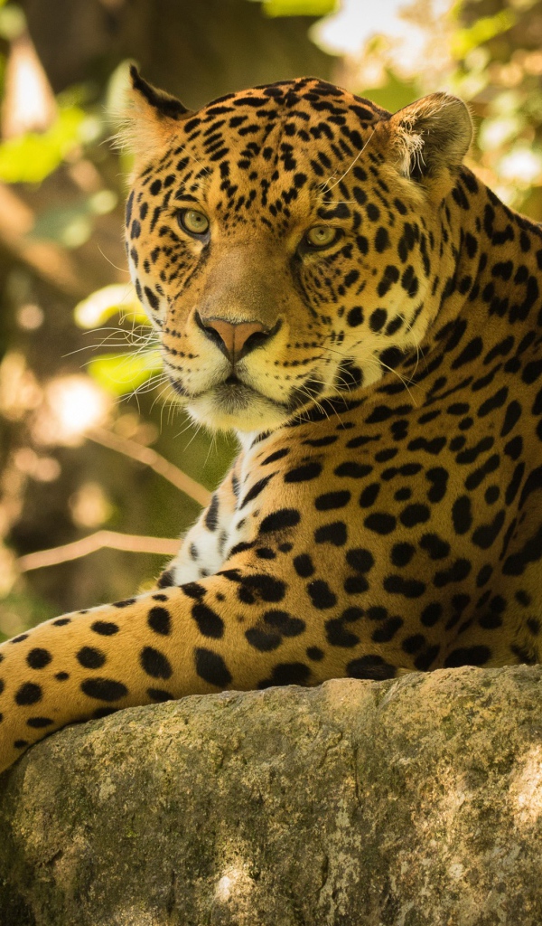 Большой красивый ягуар отдыхает на камне 