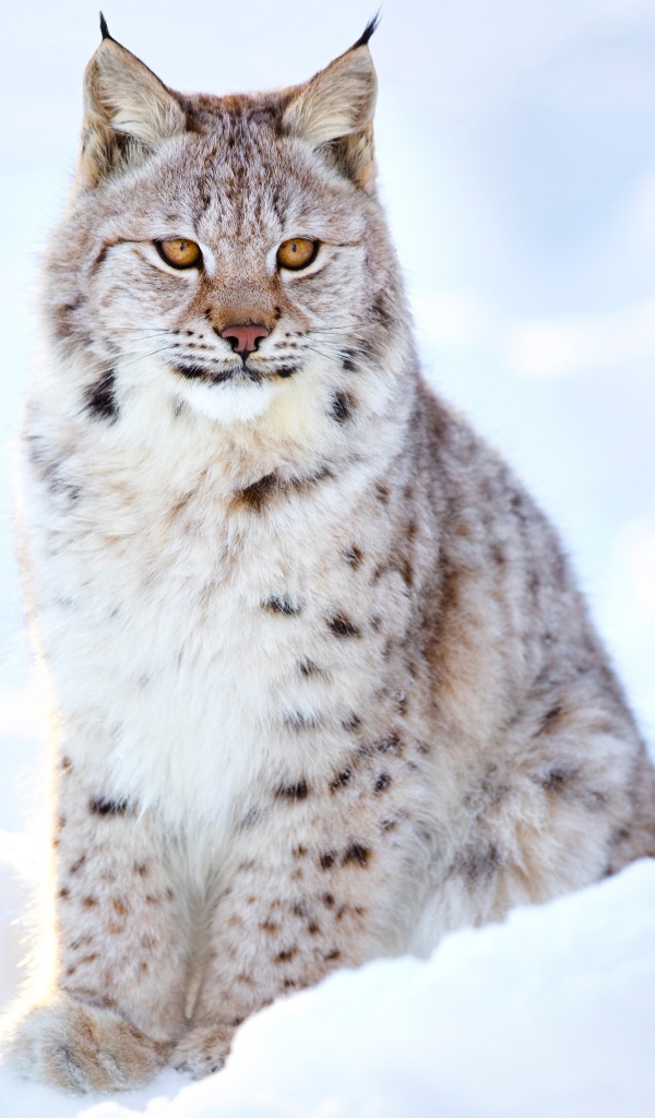 Большая красивая рысь сидит на снегу