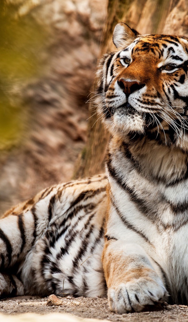 Большой красивый тигр отдыхает 