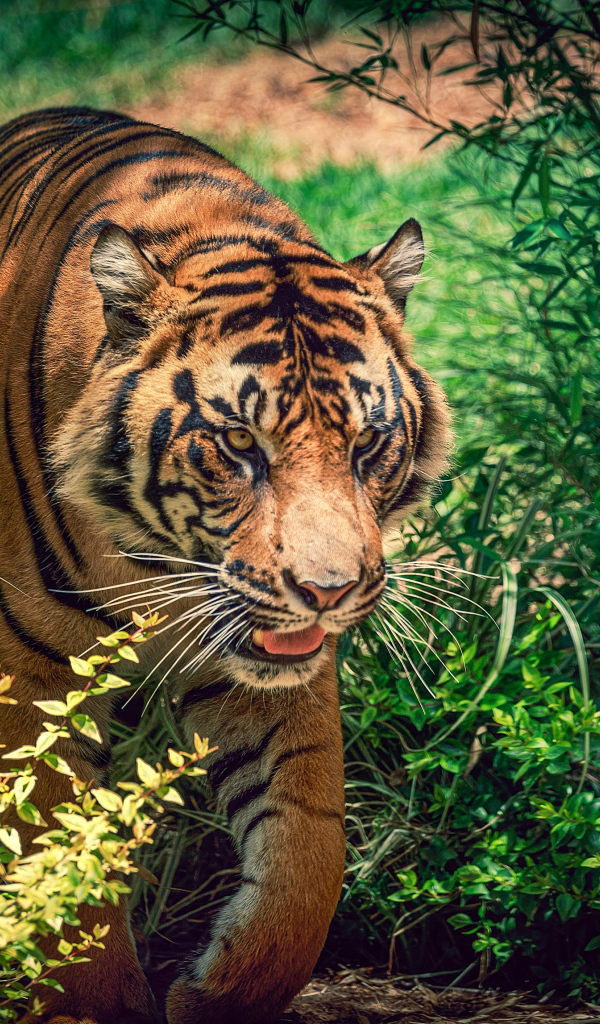 Большой красивый тигр идет по зеленой траве 