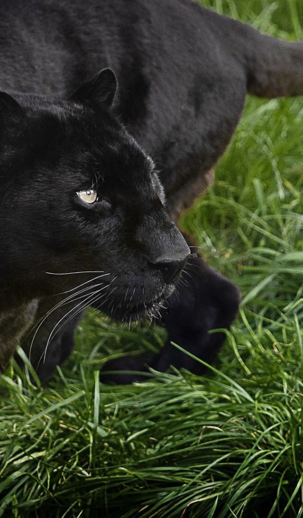 Большая черная пантера идет по зеленой траве