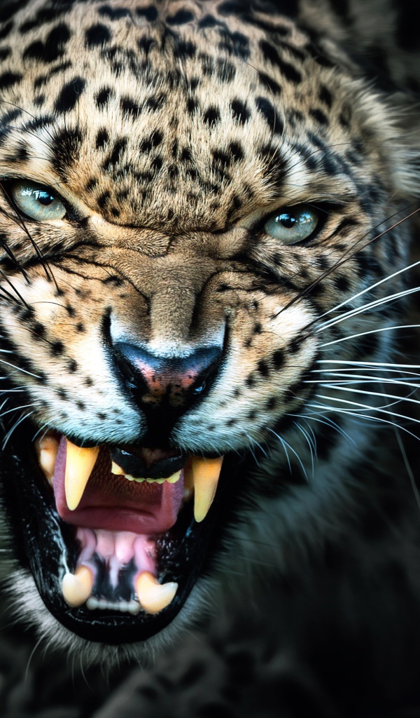 Большая злая кошка леопард 