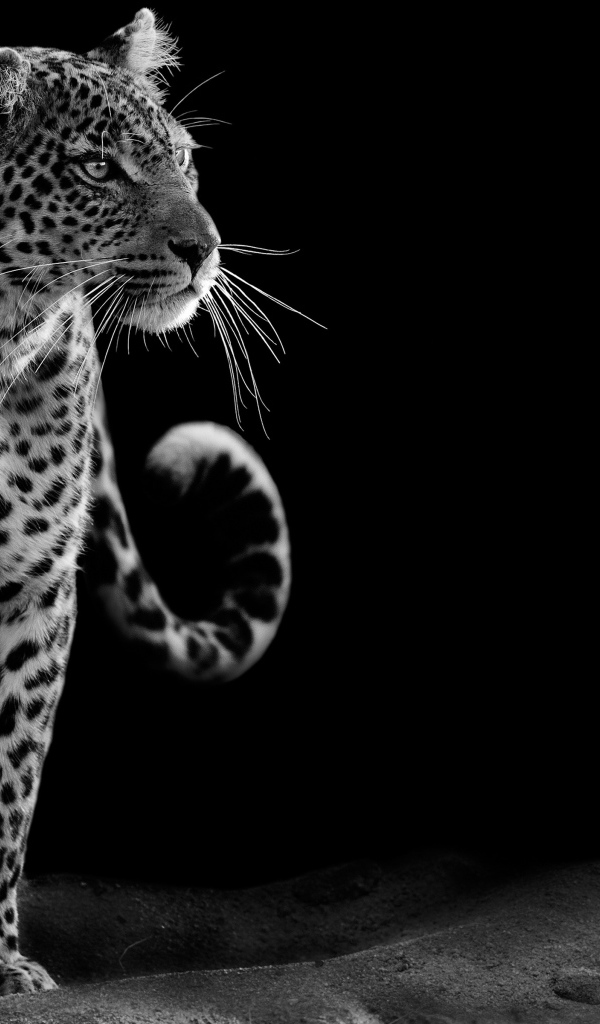 Большой леопард черно-белое фото