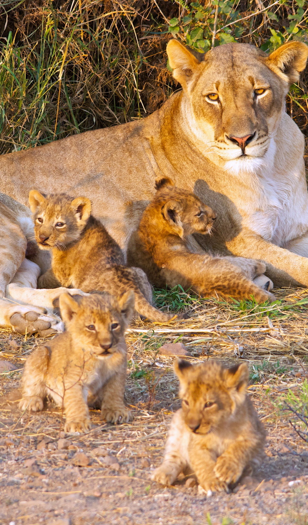 Большая львица с маленькими забавными львятами