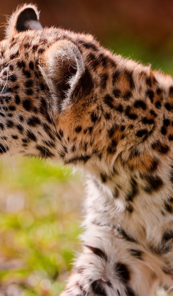 Большой пятнистый ягуар нюхает сухую траву