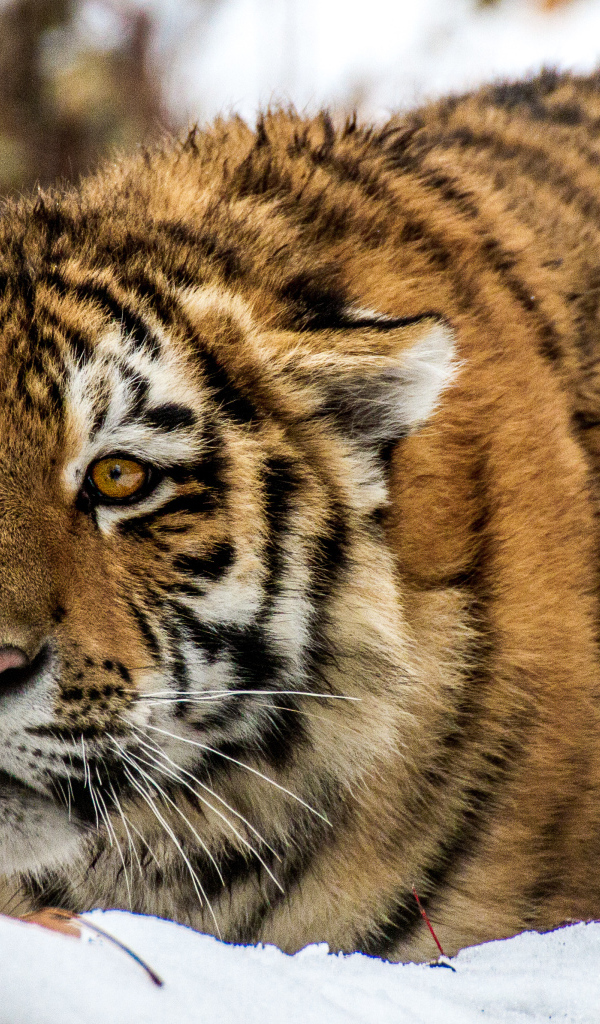 Большой тигр в засаде на снегу