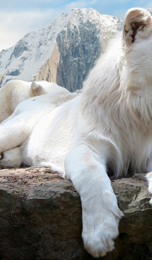 Голубоглазая белая львица на камне  