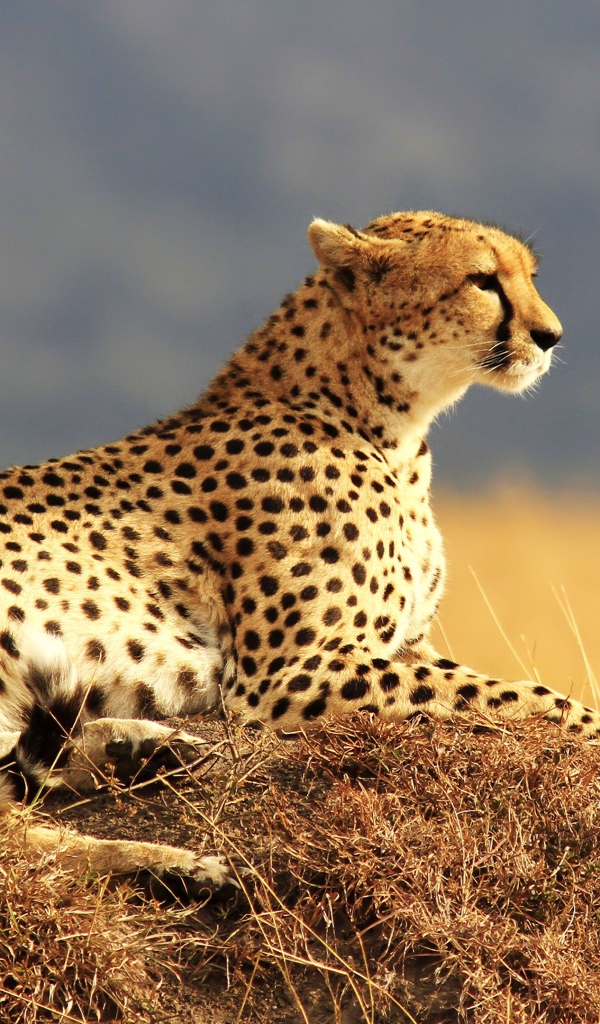 Гепард отдыхает на солнце 