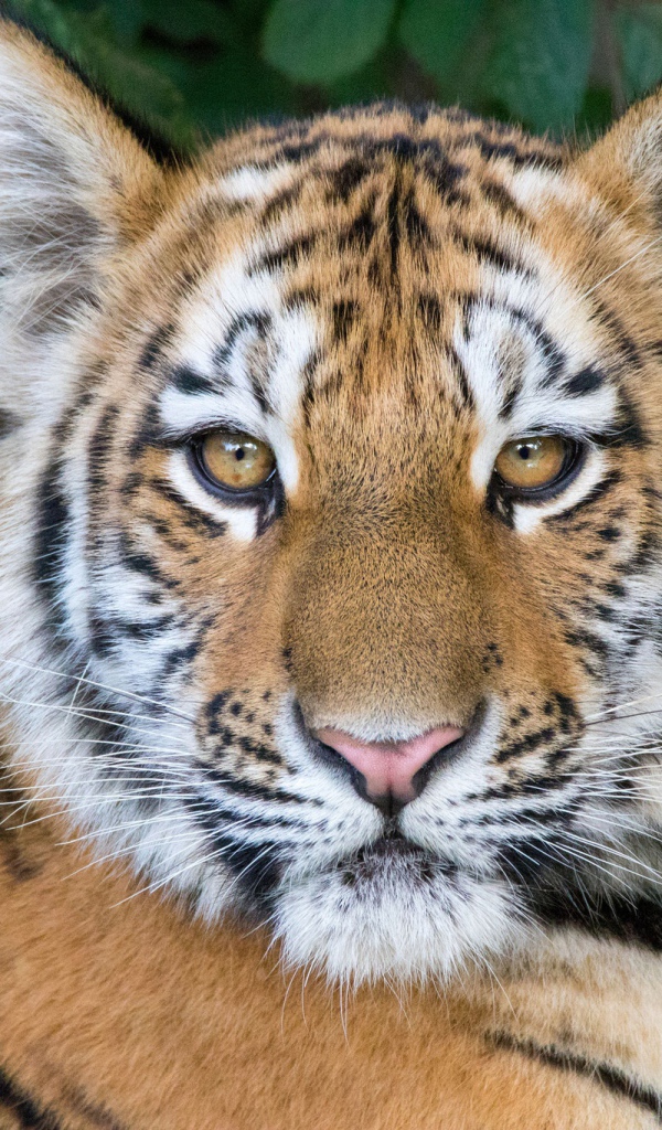 Морда красивого полосатого тигренка