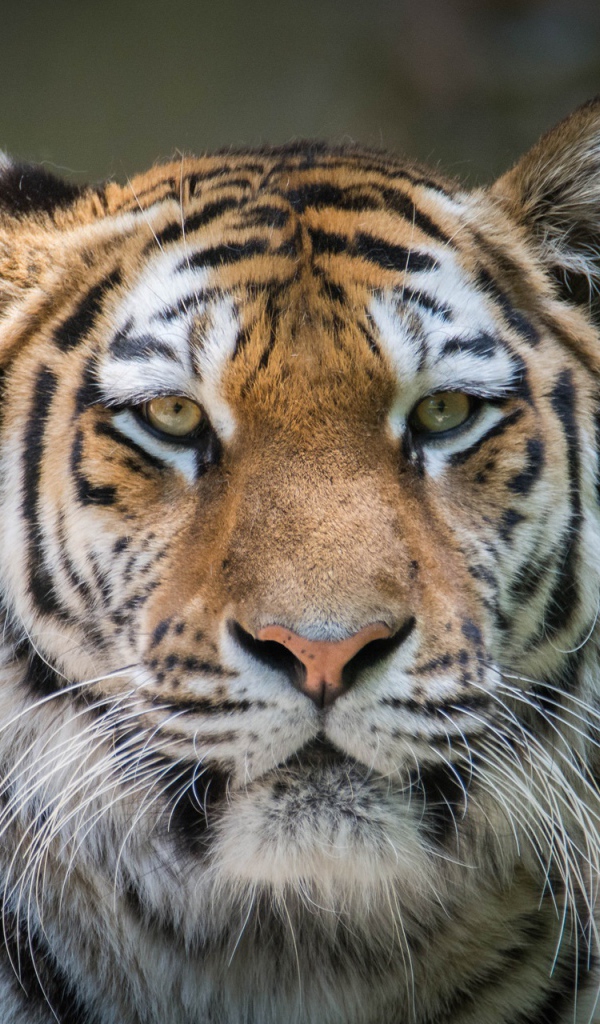 Морда большого серьезного тигра крупным планом